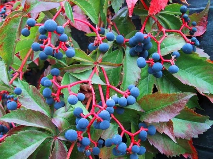 Fruit de raisin de jeune fille