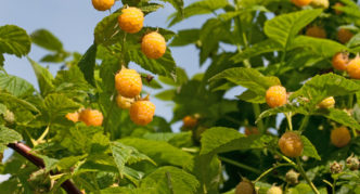 Mga varieties ng raspberry na Golden Everest