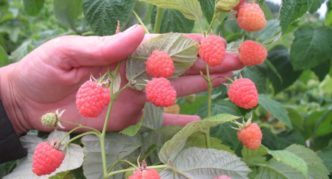 Variété de framboises Valentine