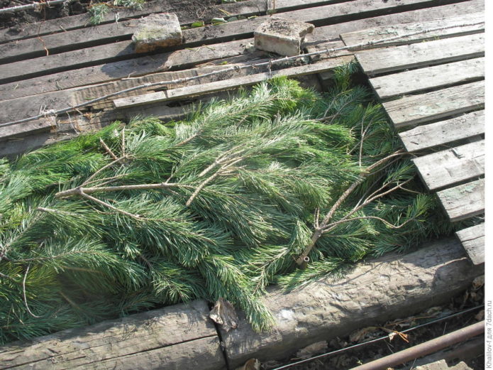 Shelter Trauben für den Winter