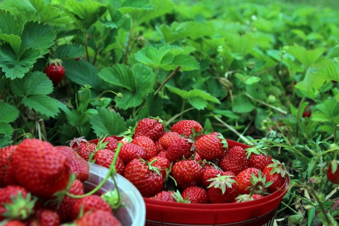 Ausgewählte Erdbeeren