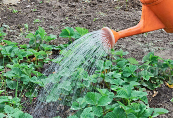 Pulverização de irrigação