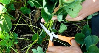 Pruning strawberry