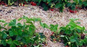 Strawberry mulch