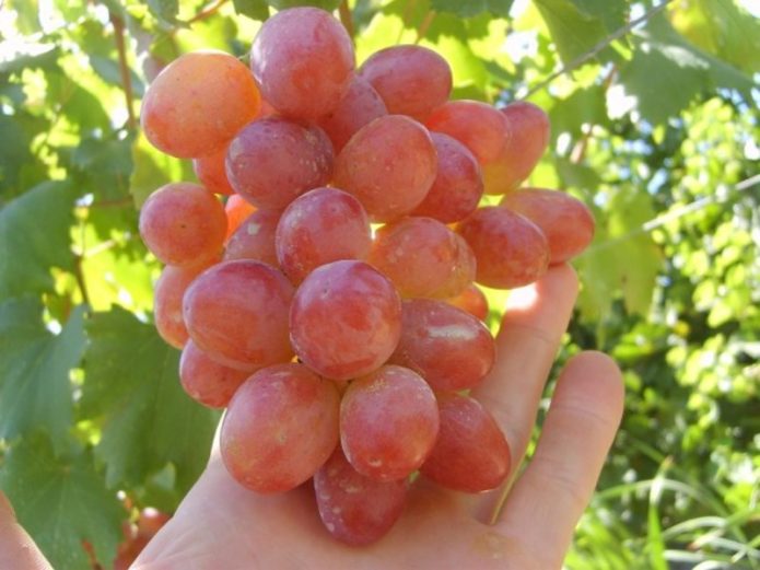 Cacho de uvas maduras Anyuta