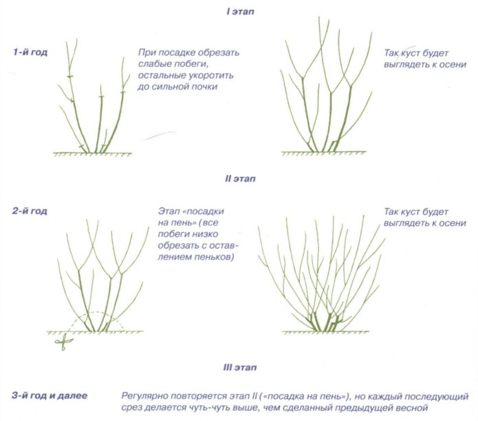 Dibuix de retall de plantes