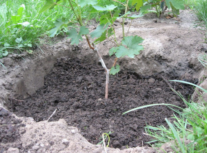 Planting grapes