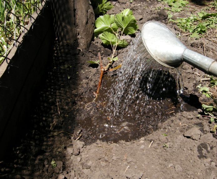 Watering a young grape seedling