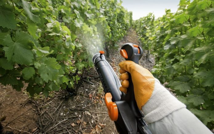 Behandling av vinstockar från sjukdomar och skadedjur