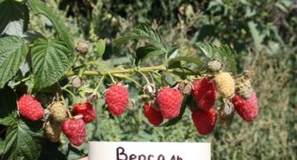 Variété de framboises Versailles