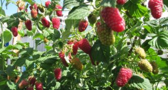 Lashka, Beeren am Busch