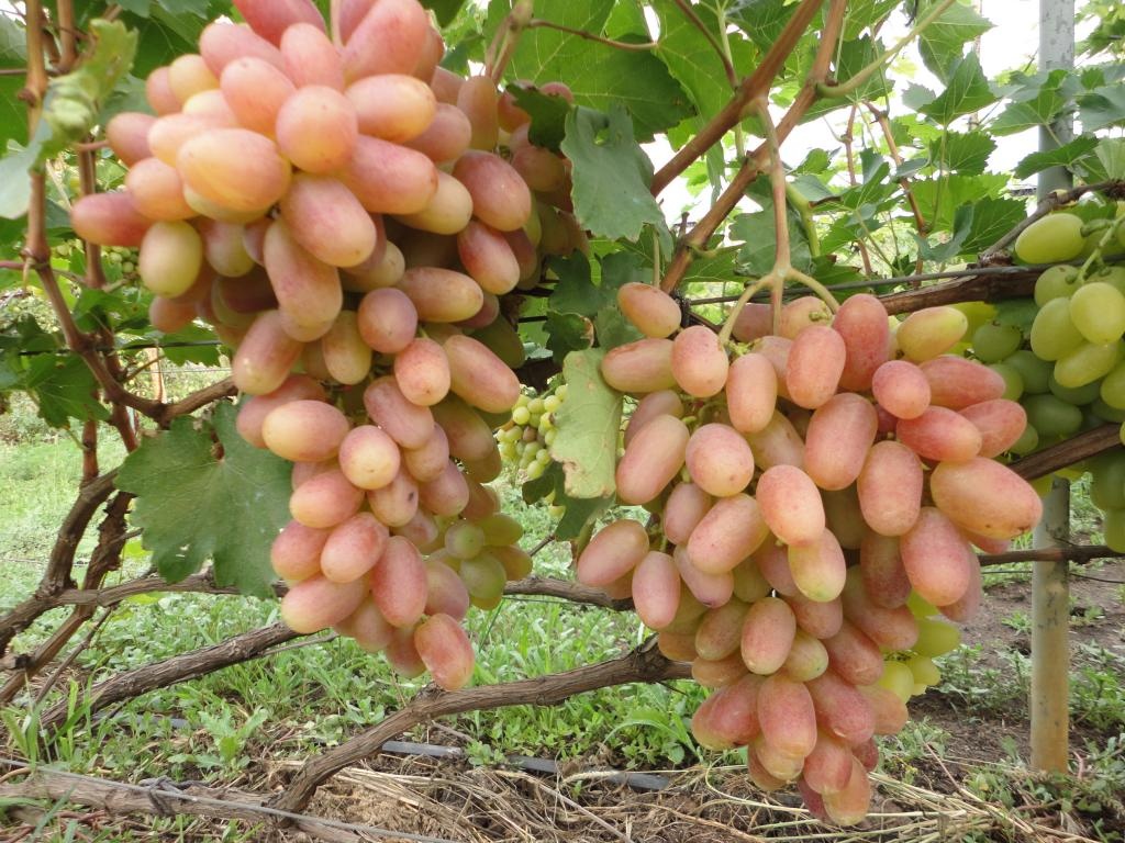 transformácia hrozna