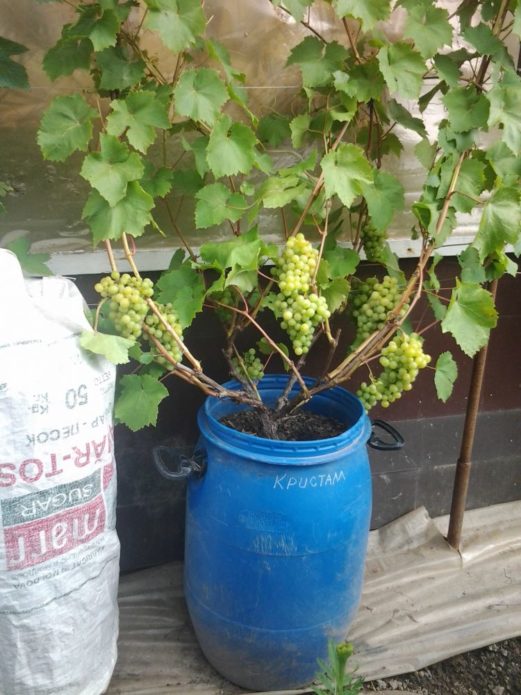 Grapes in a barrel