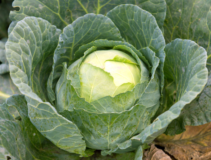 Cabbage Megaton