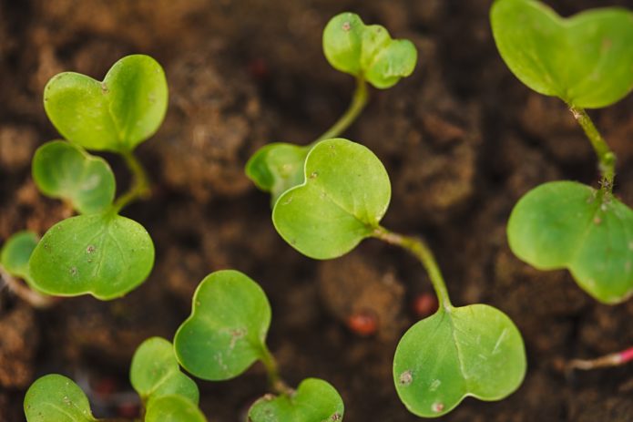 Seedlings of cabbage