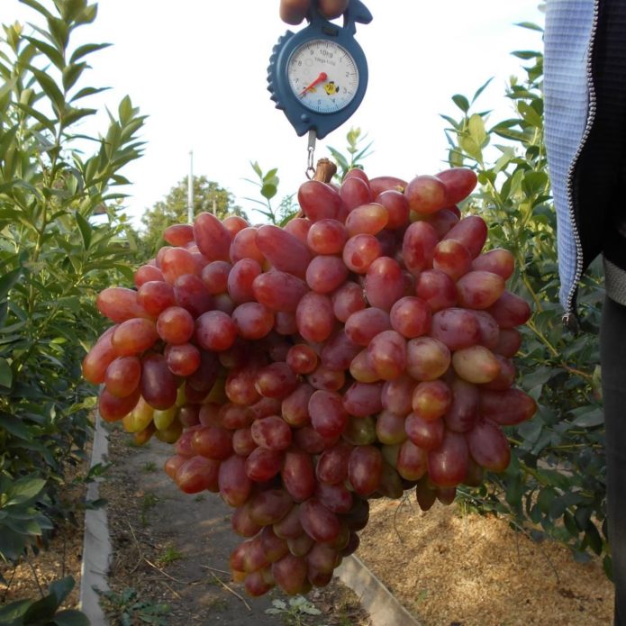 Transfiguração de cachos de uvas pesadas