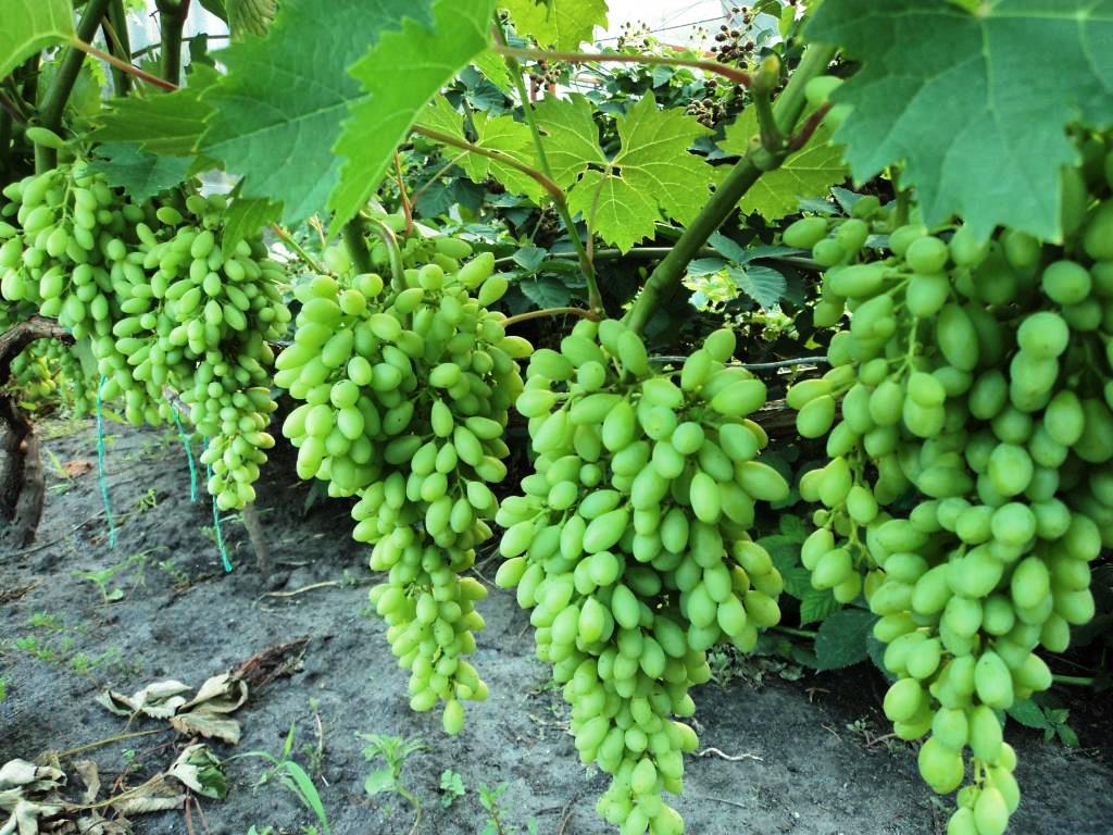 Uvas Moscatel Century: passas de frutos grandes