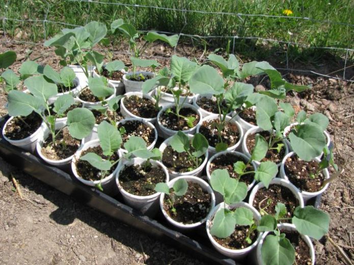 Seedlings of early cabbage