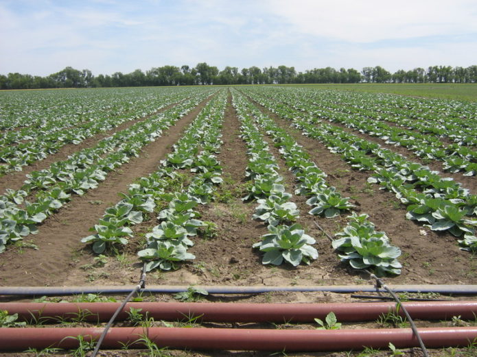 Système d'irrigation goutte à goutte pour le chou