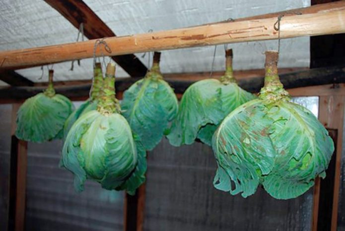 pag-iimbak ng savoy cabbage