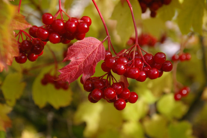 Viburnum bær