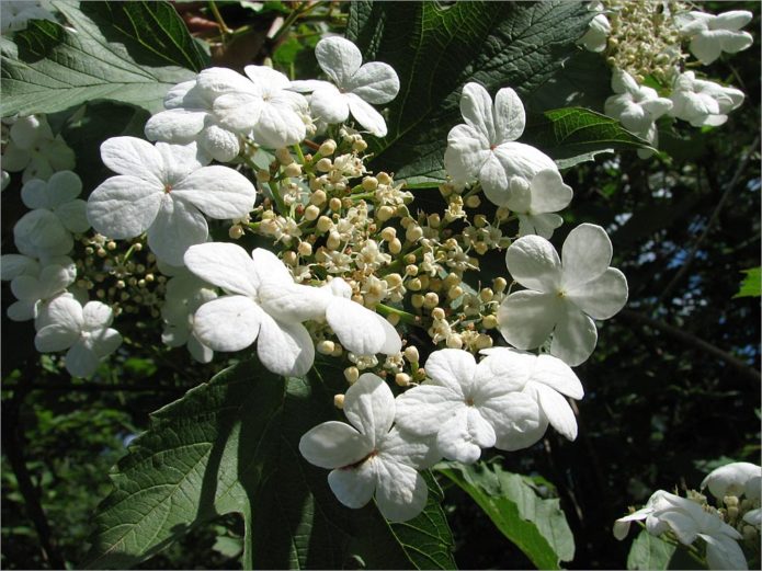 Viburnum floreciente