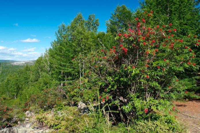 Wild viburnum