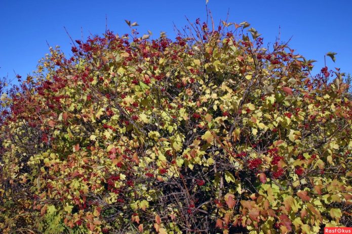 Erősen megvastagodott viburnum bokor