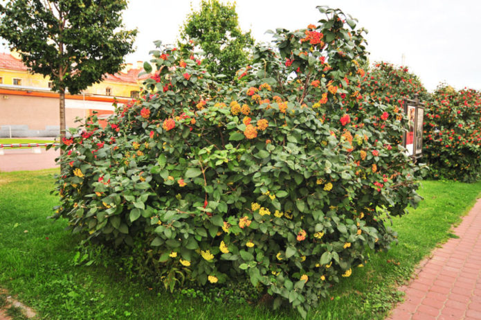 Rönsyilevä viburnum