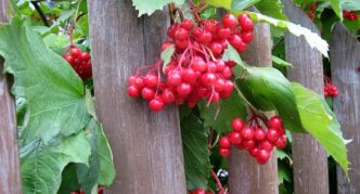 Viburnum na cerca