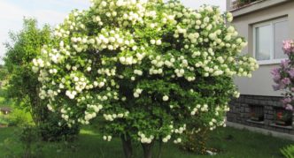 Ziedošs viburnum krūms Boule de Neige