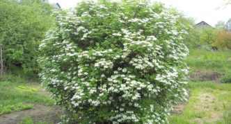 Viburnum rendes