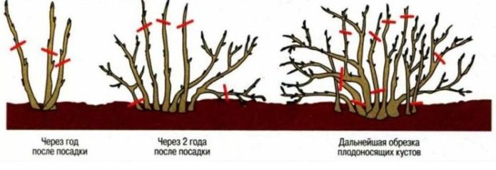 Scheme of pruning a viburnum bush by years