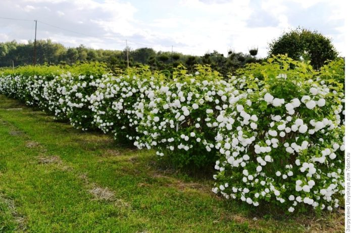 Viburnum hæk