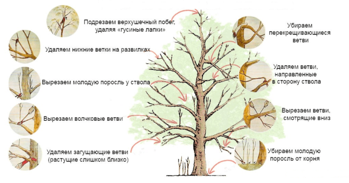 A szokásos fa formatív metszése