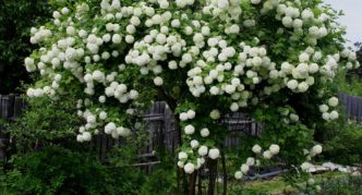 Voksen viburnum busk