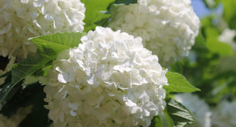 Viburnum dekoratyviniai rutuliai