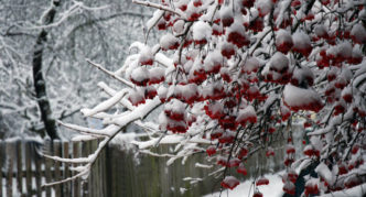 Viburnum red in white