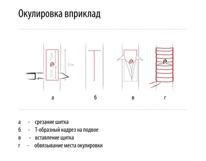 Vaccinarea rinichilor