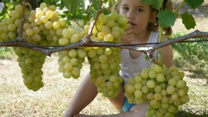 Girl eating grapes from a branch