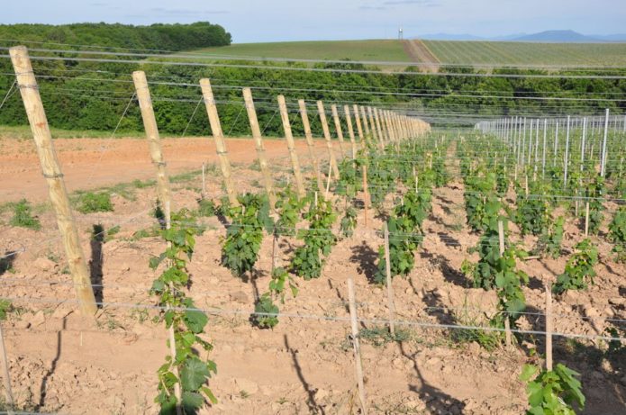 Local adequado para o cultivo de uvas