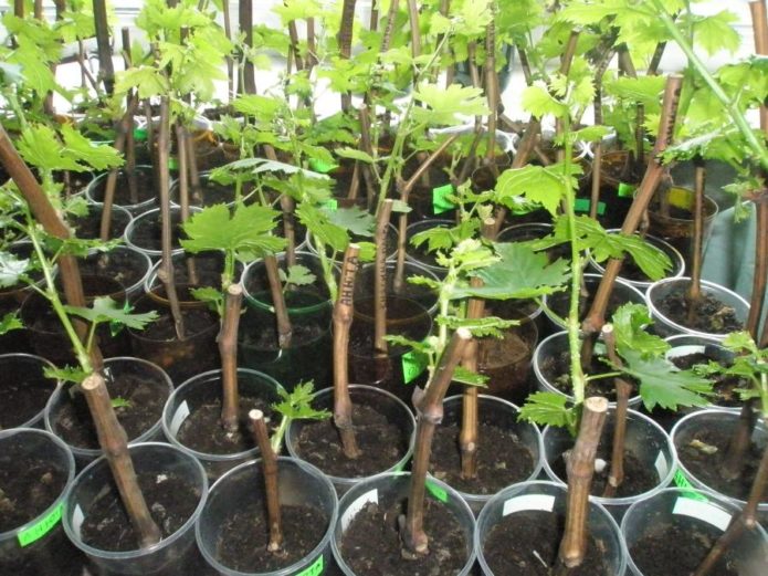 Grape seedlings