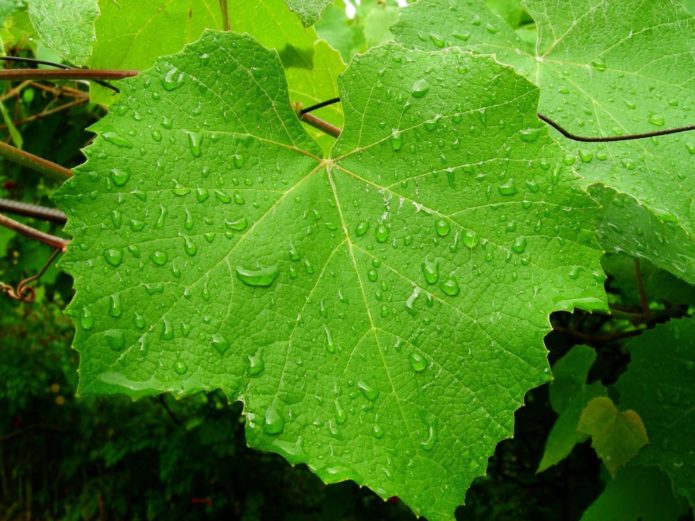 Gotas de água nas folhas da videira