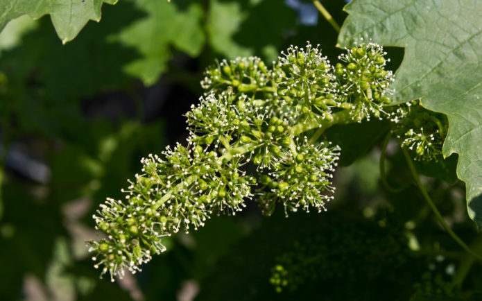 Uvas florecientes