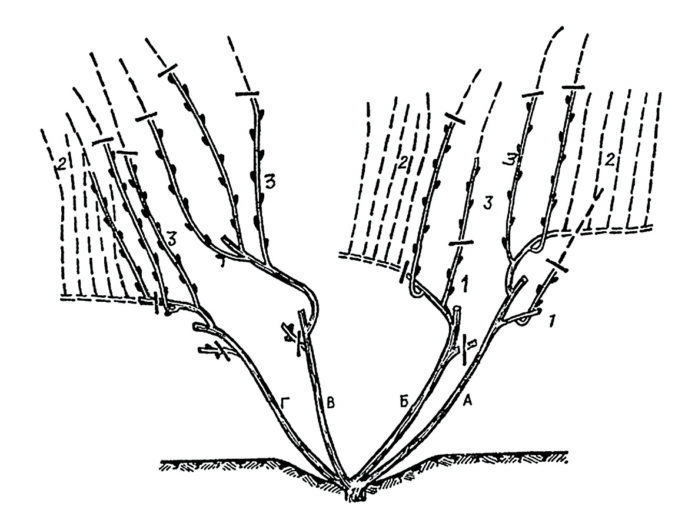 Esquema de poda de uva