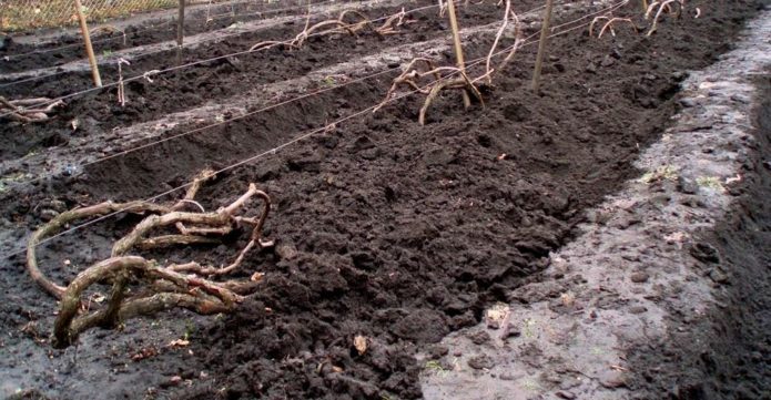 Vines laid on the ground