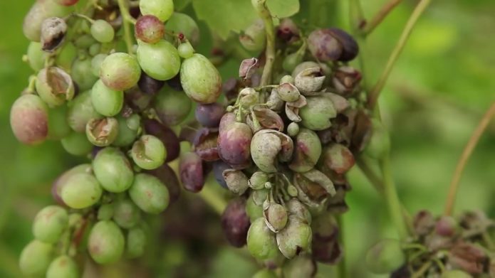 Oidium grapes