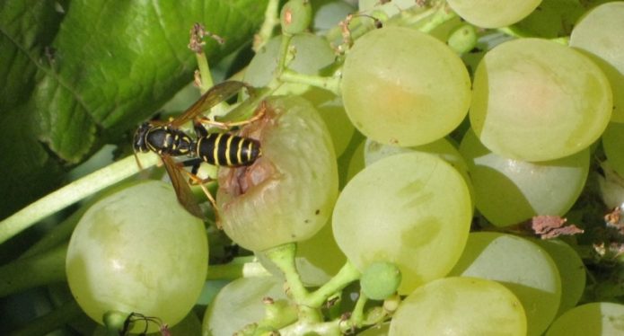 Wasps on grapes