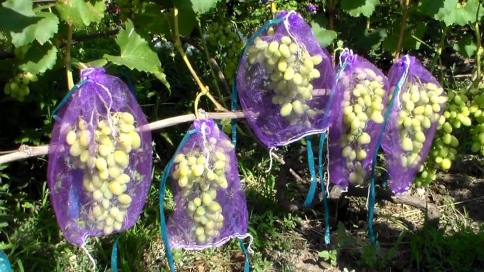 Cachos de uvas sob a rede