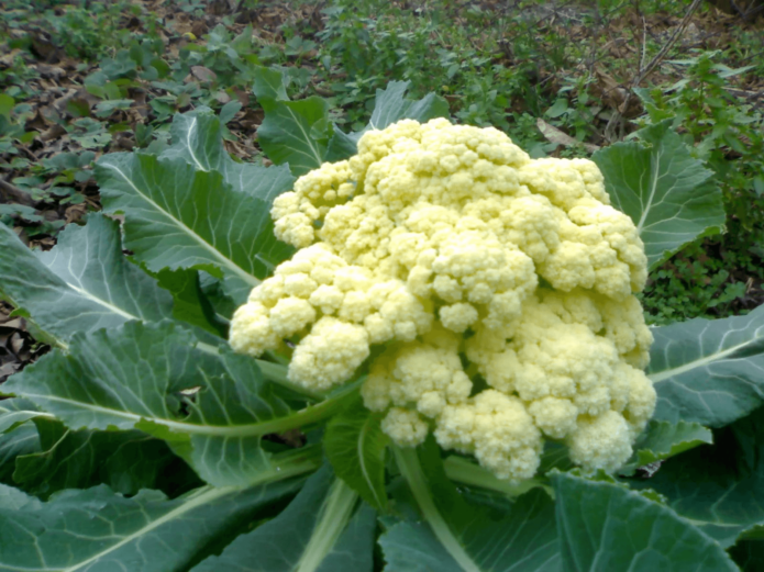 Blumenkohl im Garten